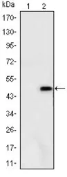 Anti-Ataxin 1 antibody [2F5] used in Western Blot (WB). GTX80399