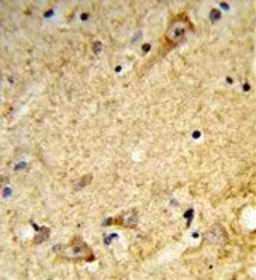 Anti-MARVELD2 antibody, C-term used in IHC (Paraffin sections) (IHC-P). GTX80484