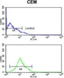 Anti-Kir6.2 antibody, N-term used in Flow cytometry (FACS). GTX80493