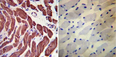 Anti-Actin antibody [mAbGEa] used in IHC (Paraffin sections) (IHC-P). GTX80809