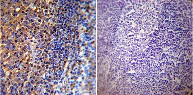 Anti-Actin antibody [mAbGEa] used in IHC (Paraffin sections) (IHC-P). GTX80809