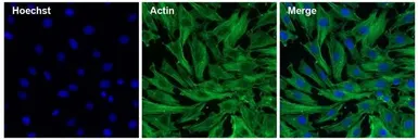 Anti-Actin antibody [mAbGEa] used in Immunocytochemistry/ Immunofluorescence (ICC/IF). GTX80809