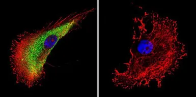 Anti-Actin antibody [mAbGEa] used in Immunocytochemistry/ Immunofluorescence (ICC/IF). GTX80809