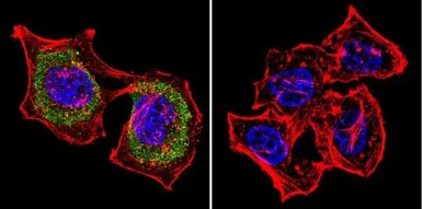 Anti-Actin antibody [mAbGEa] used in Immunocytochemistry/ Immunofluorescence (ICC/IF). GTX80809