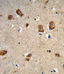 Anti-Integrin alpha 1 antibody, Internal used in IHC (Paraffin sections) (IHC-P). GTX81008