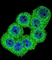 Anti-FKBP1B antibody, N-term used in Immunocytochemistry/ Immunofluorescence (ICC/IF). GTX81257