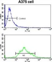 Anti-KREMEN1 antibody, N-term used in Flow cytometry (FACS). GTX81373