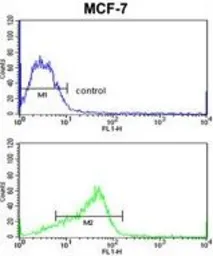 Anti-ADAM9 antibody, C-term used in Flow cytometry (FCM). GTX81448