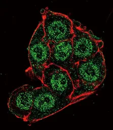 Anti-PDK4 antibody, Internal used in Immunocytochemistry/ Immunofluorescence (ICC/IF). GTX81596