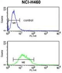 Anti-Kir2.1 antibody, C-term used in Flow cytometry (FACS). GTX81647