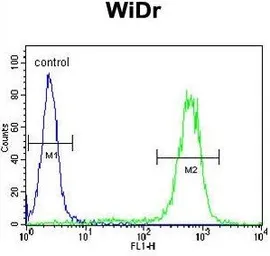 Anti-Calreticulin antibody, Internal used in Flow cytometry (FCM). GTX81663