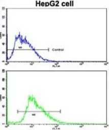 Anti-Laminin beta 2 antibody, C-term used in Flow cytometry (FCM). GTX81697