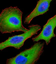 Anti-TSC2 antibody used in Immunocytochemistry/ Immunofluorescence (ICC/IF). GTX81899