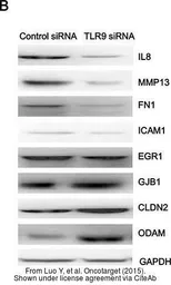 Anti-Claudin 2 antibody, N-term used in Western Blot (WB). GTX81901