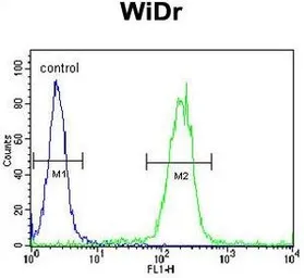 Anti-EGR1 antibody, N-term used in Flow cytometry (FCM). GTX81956