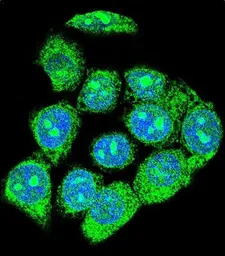 Anti-EGR1 antibody, N-term used in Immunocytochemistry/ Immunofluorescence (ICC/IF). GTX81956