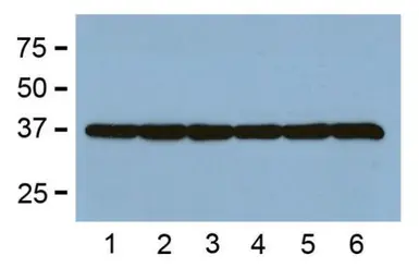 Anti-GAPDH antibody [GA1R] used in Western Blot (WB). GTX82560