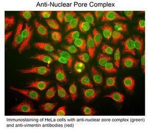 Anti-Nuclear pore Complex antibody [39C7] used in Immunocytochemistry/ Immunofluorescence (ICC/IF). GTX82625