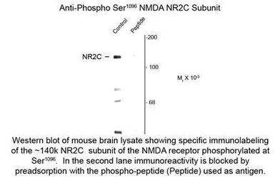 Anti-NMDAR2C (phospho Ser1096) antibody used in Western Blot (WB). GTX82628