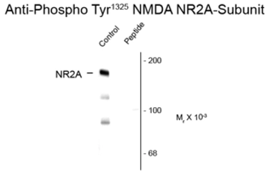 Anti-NMDAR2A (phospho Tyr1325) antibody used in Western Blot (WB). GTX82633