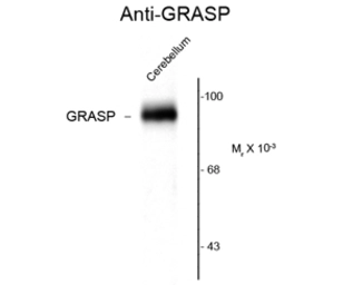 Anti-GRASP1 antibody used in Western Blot (WB). GTX82663