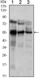 Anti-ERM antibody [3H3] used in Western Blot (WB). GTX82825