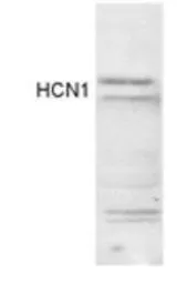 Anti-HCN1 antibody used in Western Blot (WB). GTX82889