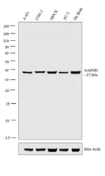 Anti-GAPDH antibody used in Western Blot (WB). GTX82899