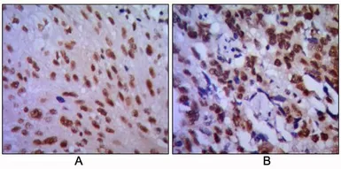 Anti-CDC2 antibody [8C5A6] used in IHC (Paraffin sections) (IHC-P). GTX82995