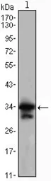 Anti-CDC2 antibody [8C5A6] used in Western Blot (WB). GTX82995