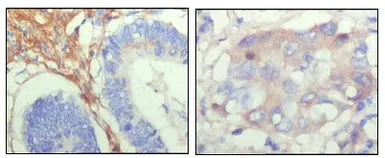 Anti-Fibulin 5 antibody [1G6A4] used in IHC (Paraffin sections) (IHC-P). GTX83040