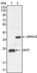 Anti-Lin28A antibody [6D1F9] used in Western Blot (WB). GTX83162