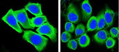 Anti-GAPDH antibody [1A10] used in Immunocytochemistry/ Immunofluorescence (ICC/IF). GTX83245