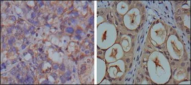 Anti-GAPDH antibody [1A10] used in IHC (Paraffin sections) (IHC-P). GTX83245