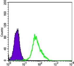 Anti-MEK2 antibody [7F5] used in Flow cytometry (FACS). GTX83358