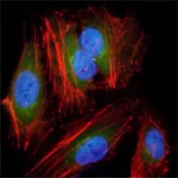 Anti-MEK2 antibody [7F5] used in Immunocytochemistry/ Immunofluorescence (ICC/IF). GTX83358