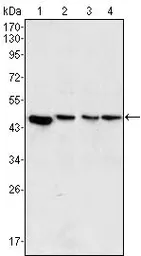 Anti-MEK2 antibody [7F5] used in Western Blot (WB). GTX83358