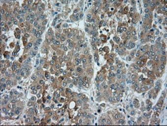 Anti-TRPM4 antibody [10H5] used in IHC (Paraffin sections) (IHC-P). GTX83489