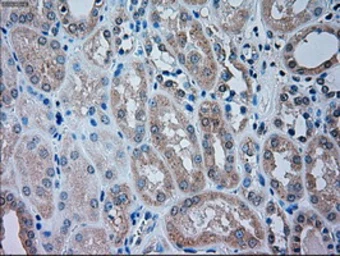 Anti-TRPM4 antibody [10H5] used in IHC (Paraffin sections) (IHC-P). GTX83489