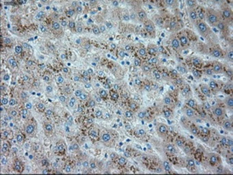 Anti-TRPM4 antibody [10H5] used in IHC (Paraffin sections) (IHC-P). GTX83489