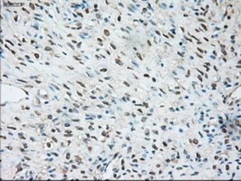 Anti-TRPM4 antibody [10H5] used in IHC (Paraffin sections) (IHC-P). GTX83489