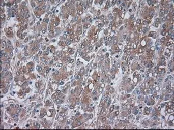 Anti-TRPM4 antibody [14C3] used in IHC (Paraffin sections) (IHC-P). GTX83491