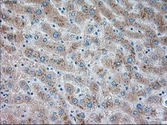 Anti-TRPM4 antibody [14C3] used in IHC (Paraffin sections) (IHC-P). GTX83491