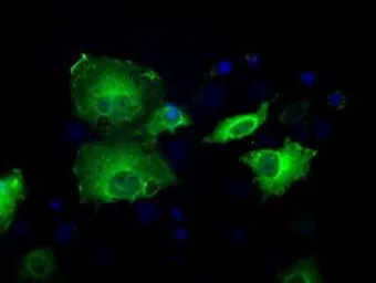Anti-Sorbitol Dehydrogenase antibody [9E7] used in Immunocytochemistry/ Immunofluorescence (ICC/IF). GTX83589