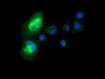Anti-Syntrophin alpha 1 antibody [1H10] used in Immunocytochemistry/ Immunofluorescence (ICC/IF). GTX83607