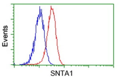 Anti-Syntrophin alpha 1 antibody [1H10] used in Flow cytometry (FCM). GTX83607