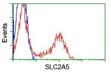 Anti-GLUT5 antibody [14C8] used in Flow cytometry (FACS). GTX83627