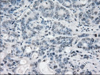 Anti-PPP5C antibody [6F1] used in IHC (Paraffin sections) (IHC-P). GTX83838