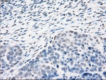 Anti-PPP5C antibody [6F1] used in IHC (Paraffin sections) (IHC-P). GTX83838