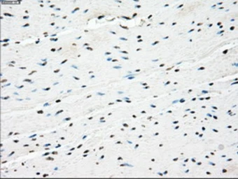 Anti-PPP5C antibody [6F1] used in IHC (Paraffin sections) (IHC-P). GTX83838